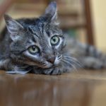 A former street cat looking pensive in her foster home