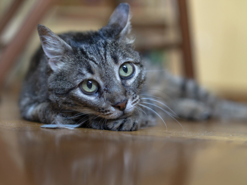 A former street cat looking pensive in her foster home