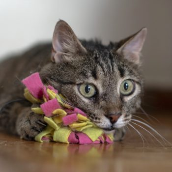 This former street cat has adjusted to her foster home and plays with her toy