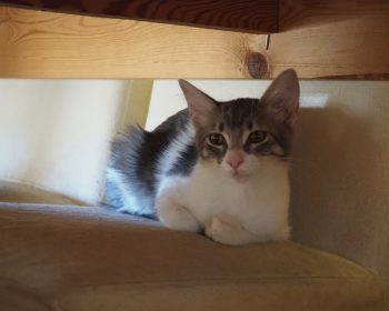 A white and gray kitten curled up on a chair