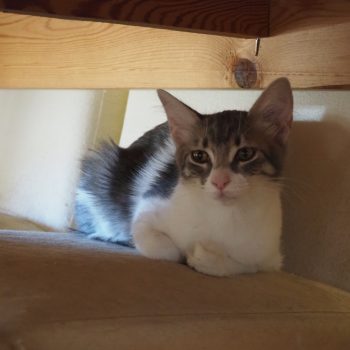A white and gray kitten curled up on a chair