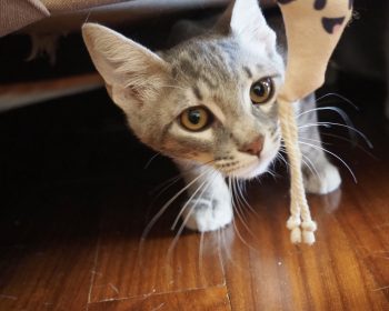A gray kitten emerging from underneath a chair