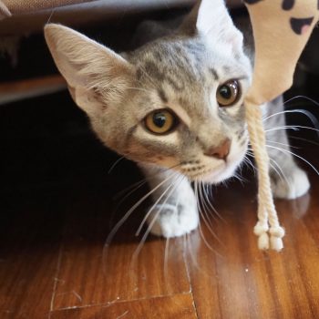 A gray kitten emerging from underneath a chair