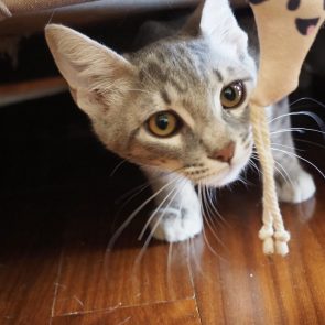A gray kitten emerging from underneath a chair