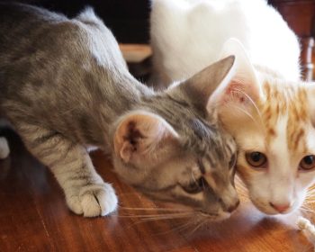 A pair of kitties curiously sniffing at the ground