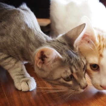 A pair of kitties curiously sniffing at the ground