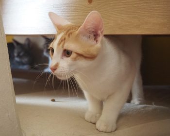 A playful gentleman peeking out from beneath a chair