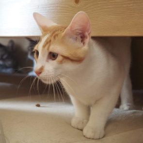 A playful gentleman peeking out from beneath a chair