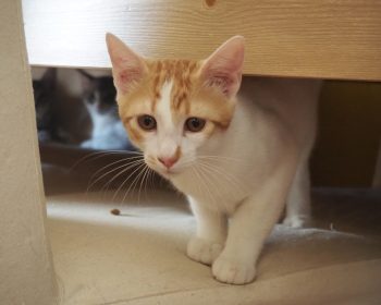 A playful gentleman peeking out from beneath a chair
