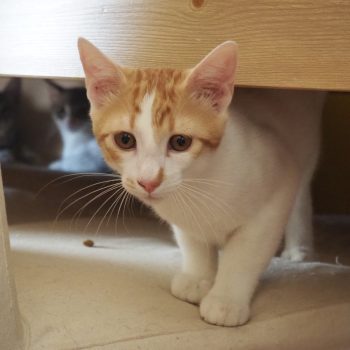 A playful gentleman peeking out from beneath a chair