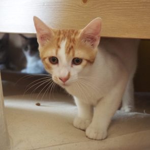 A playful gentleman peeking out from beneath a chair