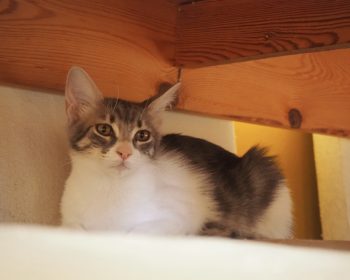 A white and gray kitten curled up on a chair