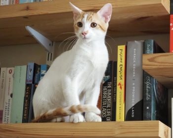 A playful gentleman perched on a bookshelf