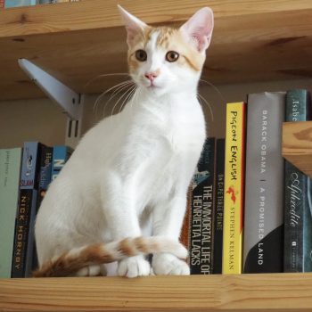 A playful gentleman perched on a bookshelf
