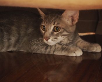 A gray kitten sitting underneath a chair