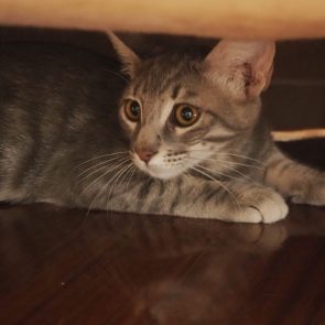 A gray kitten sitting underneath a chair