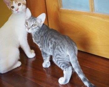 A pair of kitties looking over their shoulders at the camera