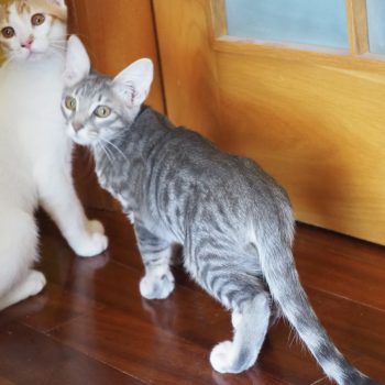 A pair of kitties looking over their shoulders at the camera