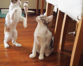 A pair of kitties playing with a toy together