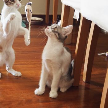 A pair of kitties playing with a toy together