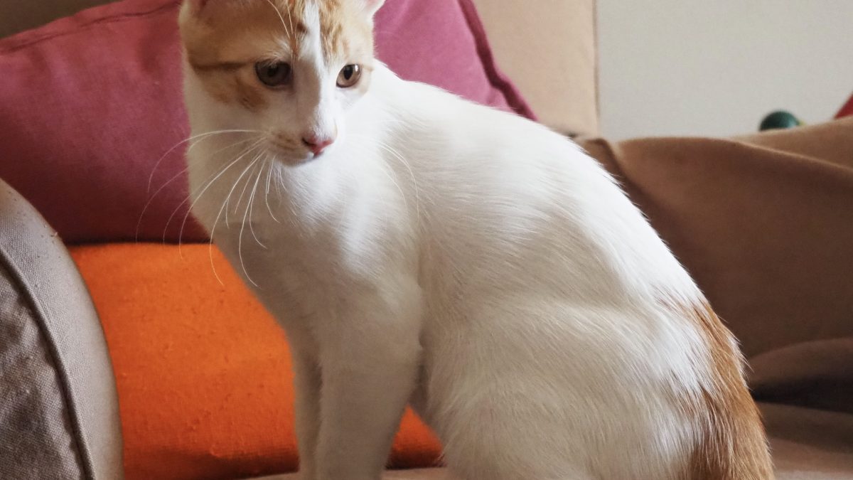 Mojito is a playful gentleman looking over his shoulder