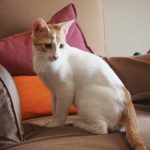 Mojito is a playful gentleman looking over his shoulder