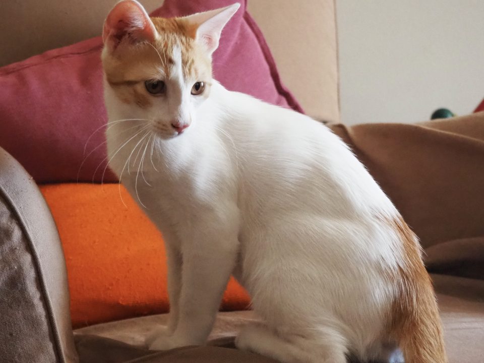 Mojito is a playful gentleman looking over his shoulder