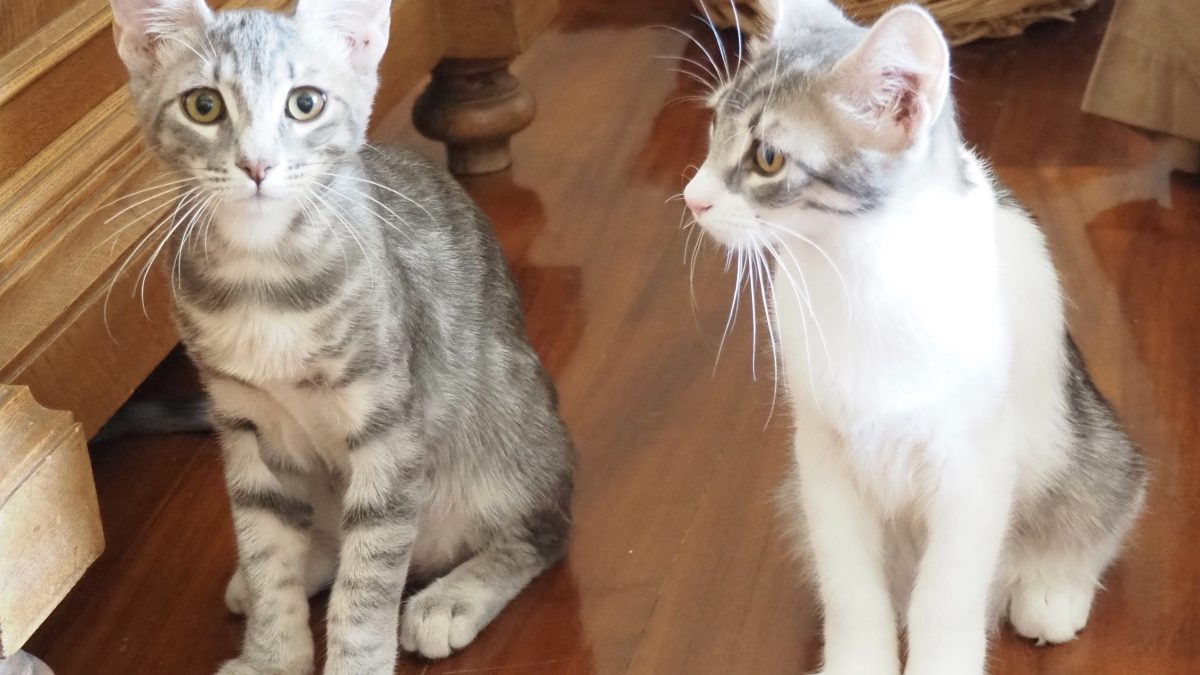 A pair of kitties sitting side by side