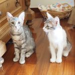 A pair of kitties sitting side by side