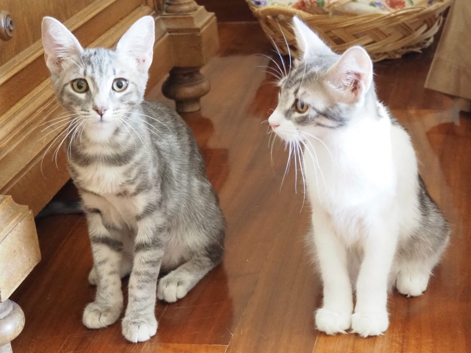 A pair of kitties sitting side by side