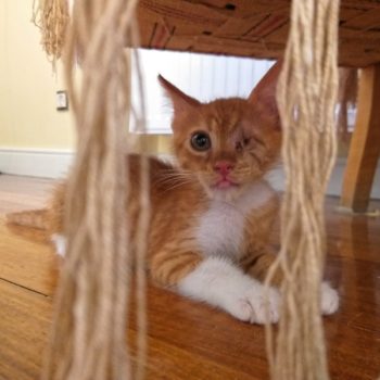 A lovely abandoned kitten sitting under a table in his foster home