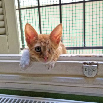 An abandoned kitten leaning on a window ledge
