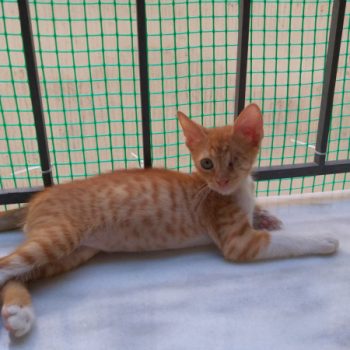 An abandoned kitten waiting on the balcony for his foster mum