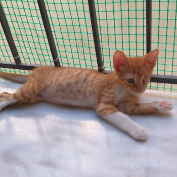 An abandoned kitten sprawled out on the balcony