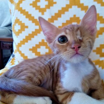A one-eyed abandoned kitten