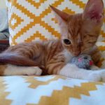 An abandoned kitten in his foster home with his toy mouse