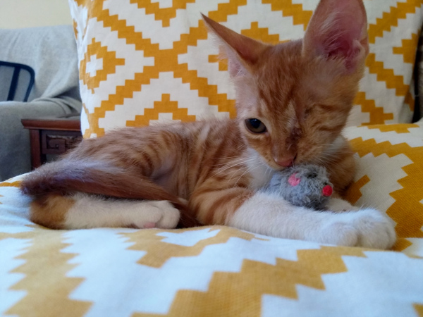 An abandoned kitten in his foster home with his toy mouse