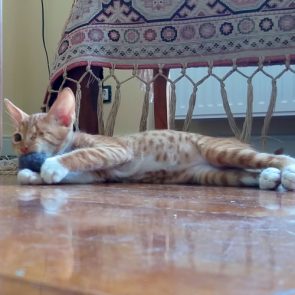 An abandoned kitten sprawled out on the floor with his toy mouse