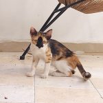 A calico kitty facing the camera