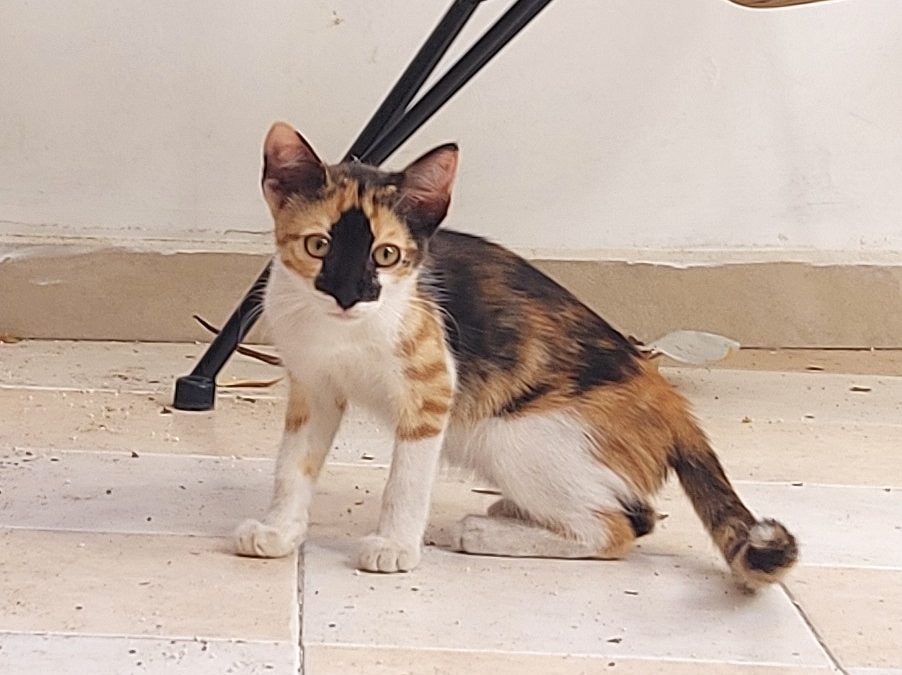A calico kitty facing the camera