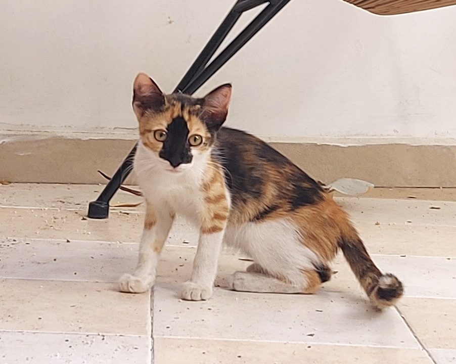 A calico kitty facing the camera