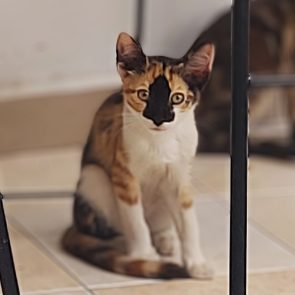 A calico kitty alertly focused on the camera