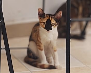 A calico kitty alertly focused on the camera