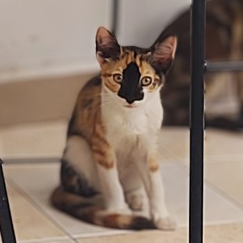 A calico kitty alertly focused on the camera