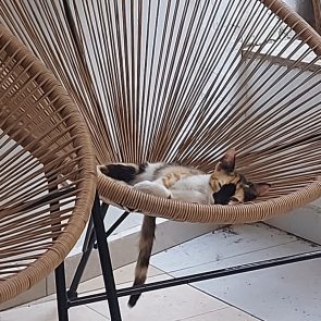 A calico kitty curled up in a chair
