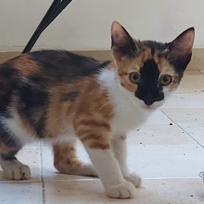 A calico kitty facing the camera