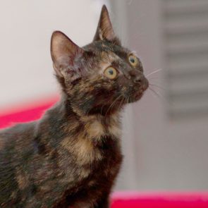 A young cat for adoption looking questioningly at something