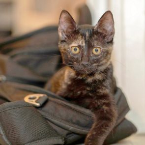 A young cat for adoption looking into the camera