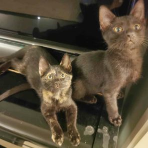 A young cat for adoption next to her sibling