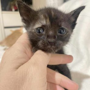 A young cat for adoption when she was a tiny kitten